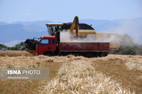 پیشبینی تولید 10 میلیون تن گندم در سال زراعی جاری