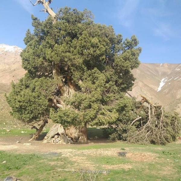 توضیح میراث فرهنگی درباره شكسته شدن درخت 2700 ساله البرز