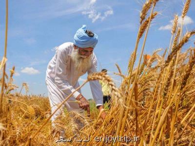 هند بزرگترین صادرکننده گندم دنیا می شود