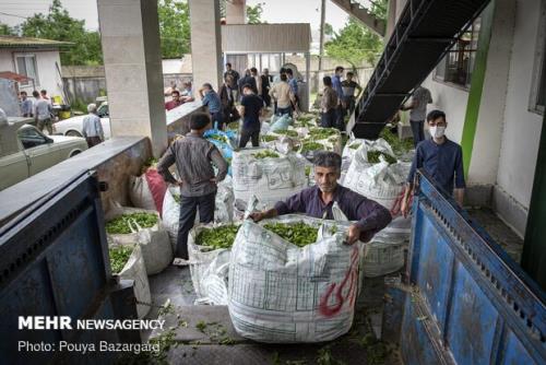 عقد قرارداد با 30 کارخانه برای خرید برگ سبز چای
