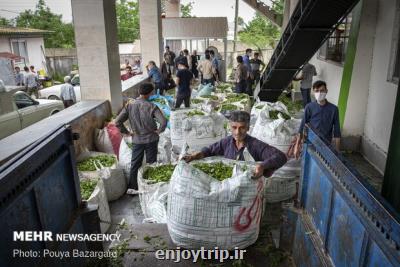 عقد قرارداد با 30 کارخانه برای خرید برگ سبز چای