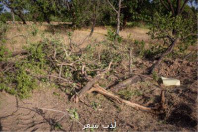 چند پرسش و پیشنهاد بعد از قطع ۱۰۰ درخت در قزوین