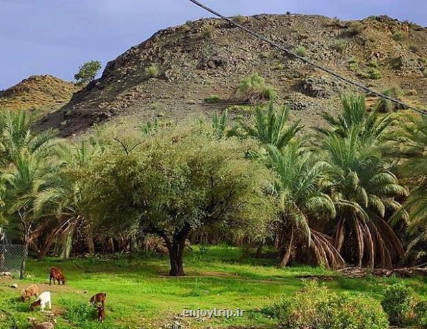 روستای كوهشاه ریگان نگینی در دل كویر